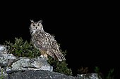 Eurasian Eagle-owl (Bubo bubo) on a rock, Spain
