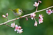 Firecrest (Regulus ignicapilla) on a branch, France