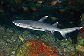 Whitetip Reef Shark (Triaenodon obesus), classified as Vulnerable on IUCN Red List, with school of Vanikoro Sweeper (Pempheris vanicolensis) in cave, Gili Tepekong dive site, Candidasa, Bali, Indonesia