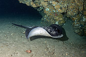 Marbled Stingray (Taeniura meyenis) in cave, classified as Vulnerable on IUCN Red List as it is slow-reproducing and threatened by commercial fishing and habitat degradation, Taked dive site, Candidasa, Bali, Indonesia