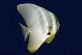 Blunthead Batfish (Platax teira ), Gili Tepekong Canyon dive site, Candidasa, Bali, Indonesia