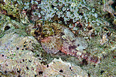 Papuan Scorpionfish (Scorpaenopsis papuensis) camouflaged on roack, Mimpang dive site, Candidasa, Bali, Indonesia