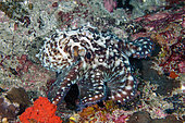Day Octopus (Octopus cyanea), Biaha dive site, Candidasa, Bali, Indonesia