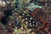 White-spotted Hawkfish (Cirrhitus pinnulatus), Gili Tepekong dive site, Candidasa, Bali, Indonesia