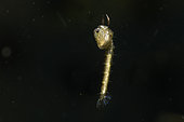 Phanton midge (Chaoborus sp) pupa in stationary position in a pond, city of Couffy, Loir et Cher, France
