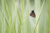 Butterfly waiting to warm up before taking flight, Prairies of Fouzon, Loir et Cher, France