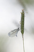 Moroccan Orange Tip (Leptidea sinapis) waiting to warm up to take flight, Fouzon meadows, Loir et Cher, France