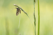 Mayfly (Ephemera sp) nymph on a grass, Fouzon meadows, Loir et Cher, France