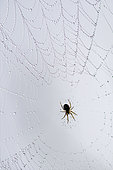 Spider on its web, Prairies of Fouzon, Loir et Cher, France