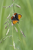 Argus waiting to warm up before taking flight, Prairies of Fouzon, Loir et Cher, France