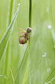 Predation of a Bug by a Spider, Prairies of Fouzon, Loir et Cher, France