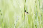 Mayfly (Ephemera sp) nymph on a grass, Fouzon meadows, Loir et Cher, France