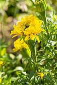 African Marigold, Tagetes erecta 'Saut du Lit', flowers