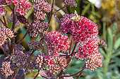 Eastern Ninebark, Physocarpus opulifolius 'Diable d'Or', flowers