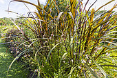Sugarcane, Saccharum officinarum 'Purpureum', foliage