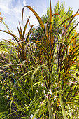 Sugarcane, Saccharum officinarum 'Purpureum', foliage