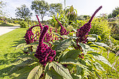 Amaranthus gangeticus 'Elephant's Head', inflorescence