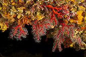 Red coral (Corallium rubrum), Saint Raphael, Var, France, Mediterranean Sea