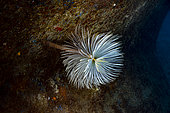 Wreathy-tuft tube worm (Spirographis spallanzanii) on wreck, Saint Raphael, Var, France, Mediterranean Sea