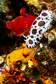 Dotted Sea Slug (Peltodoris atromaculata), Saint Raphael, Var, France, Mediterranean Sea