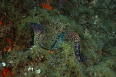 Mediterranean moray (Muraena helena) on bottom, Saint Raphael, Var, France, Mediterranean Sea