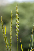 Couch grass (Elytrigia repens) spikes, Bouches-du-Rhone, France