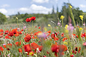 Poppy (Papaver rhoeas) and Sainfoin (Onobrychis sp.) field, Alpes-de-Haute-Provence, France