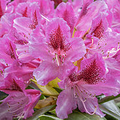 Rhododendron 'Cosmopolitan’