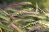 Wall barley (Hordeum murinum), Bouches-du-Rhone, France