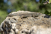 Common wall lizard (Podarcis muralis) adult male, Bouches-du-Rhone, France