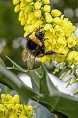 Buff-tailed bumblebee (Bombus terrestris) foraging on Mahonia (Mahonia sp.) in winter, Bouches-du-Rhone, France