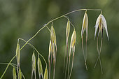Winter wild oat (Avena sterilis), Bouches-du-Rhone, France