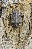 Brown marmorated stink bug (Halyomorpha halys) on Plane bark, Vaucluse, France