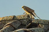 Lesser Kestrel (Falco naumanni) female on a roof, Province of Toledo, Spain