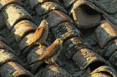 Lesser Kestrel (Falco naumanni) paire on a roof, Province of Toledo, Spain