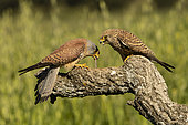 Lesser Kestrel (Falco naumanni) paire on a branch, Province of Toledo, Spain