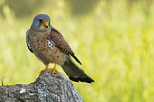 Lesser Kestrel (Falco naumanni) male on a branch, Province of Toledo, Spain