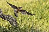 Lesser Kestrel (Falco naumanni) male in flight, Province of Toledo, Spain