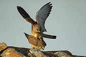 Lesser Kestrel (Falco naumanni) mating on a roof, Province of Toledo, Spain