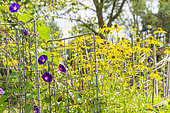 Tall Morning Glory 'Kniola's Black', Ipomoea purpurea 'Kniola's Black' and Cutleaf Coneflower, Rudbeckia laciniata 'Plena', flowers