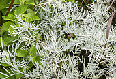 Dusty Miller, Senecio vira-vira or Senecio leucostachys, foliage