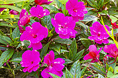 New Guina Impatiens, Impatiens hawkeri New Guinea 'Papeete Violet', flowers