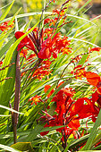 Common Garden Canna, Canna generalis Cannova 'Bronze Scarlet' F1and Giant Montbretia, Crocosmia masoniorum 'Orangerot', flowers