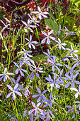 Laurentia axillaris 'Avant Garde Blue', Solenopsis axillaris 'Avant Garde Blue', Isotoma axillaris 'Avant Garde Blue', flowers