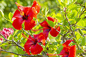 Ketmie des Jardins, Hibiscus rosa-sinensis 'Scarlet Giant', fleurs