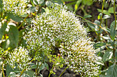 Throatwort, 'Supreme Early White' Trachelium, flowers