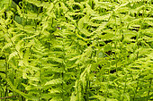 Southern Wood Fern, Thelypteris kunthii, Semi-evergreen perennial fern