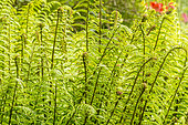 Wallich's Wood Fern, Dryopteris paleacea, foliage