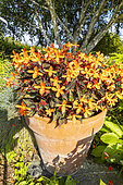 Begonia 'Glowing Ambers' in pot