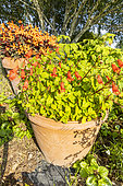 Gloxinia nematanthodes 'Evita' and Begonia 'Glowing Ambers' in pot